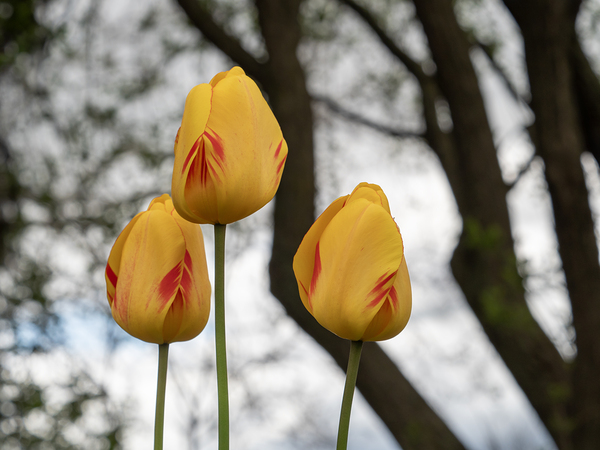 Three Peas in a Pod by Suzanne Bonin