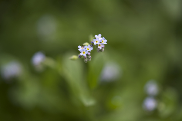 Tiniest Bouquets by Suzanne Bonin