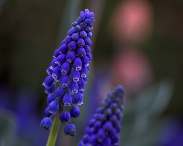 Tiny Blue Bulbs by Suzanne Bonin
