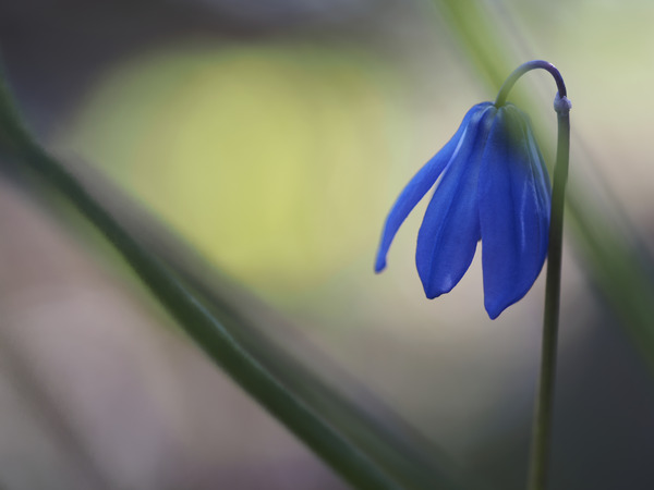 Tiny Blue Umbrella by Suzanne Bonin