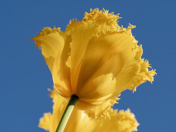 To The Sky by Suzanne Bonin