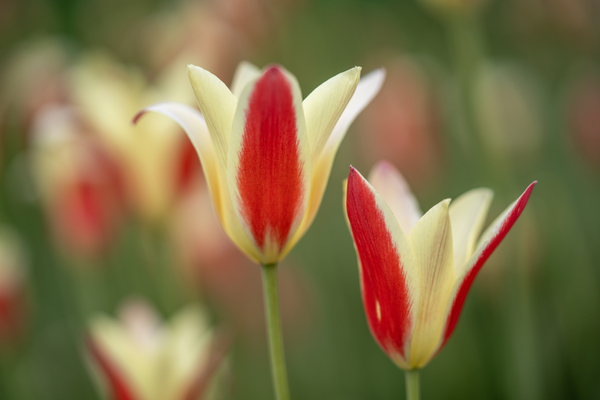 Tranquil Tulips by Suzanne Bonin