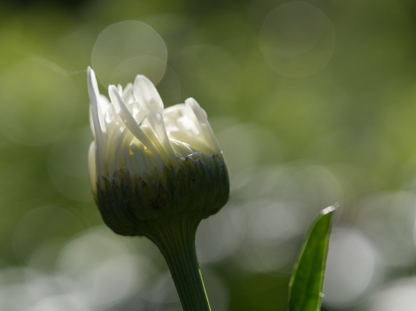Tranquility by Suzanne Bonin