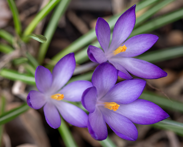 Triplets by Suzanne Bonin