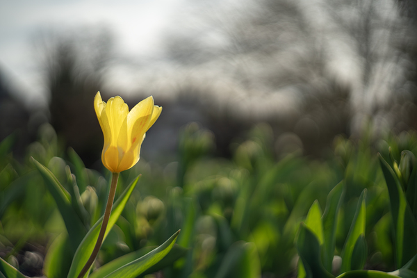 Twilight Tulip by Suzanne Bonin