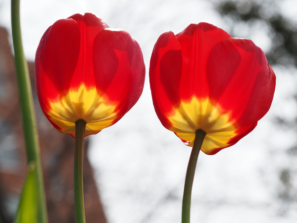 Twin Sisters by Suzanne Bonin