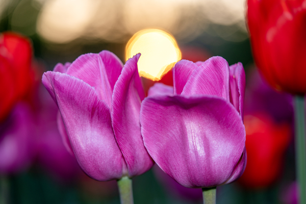 Two Amigos by Suzanne Bonin