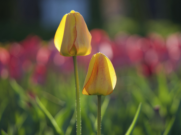 Two of a Kind by Suzanne Bonin