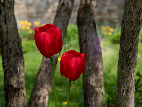 Under the Trees by Suzanne Bonin