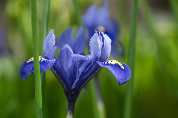Velvet Blue by Suzanne Bonin