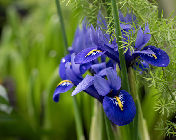Velvet Blues by Suzanne Bonin