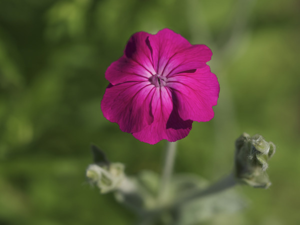 Velvety Beauty by Suzanne Bonin