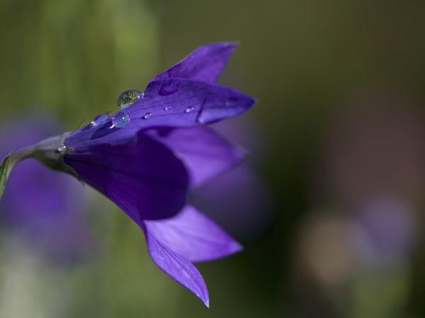 Water Drop Refraction by Suzanne Bonin