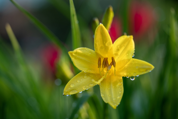 Wet Daylily by Suzanne Bonin