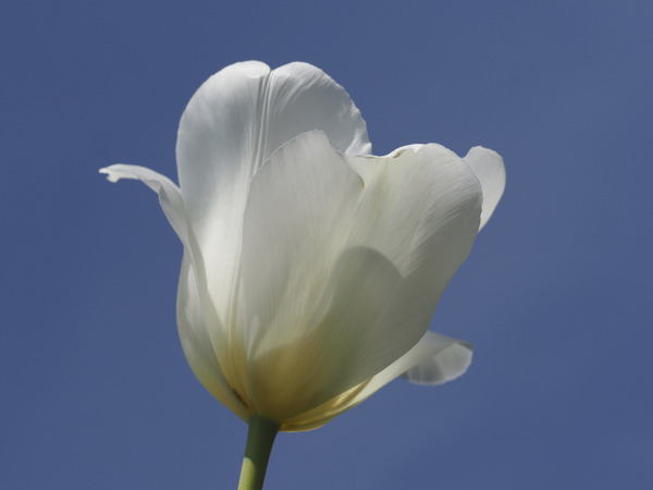 White Tulip Blue Sky Print