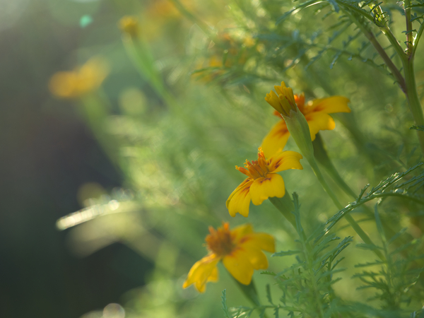 Wild Marigolds Print