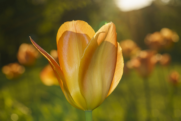 Wonderful Day by Suzanne Bonin