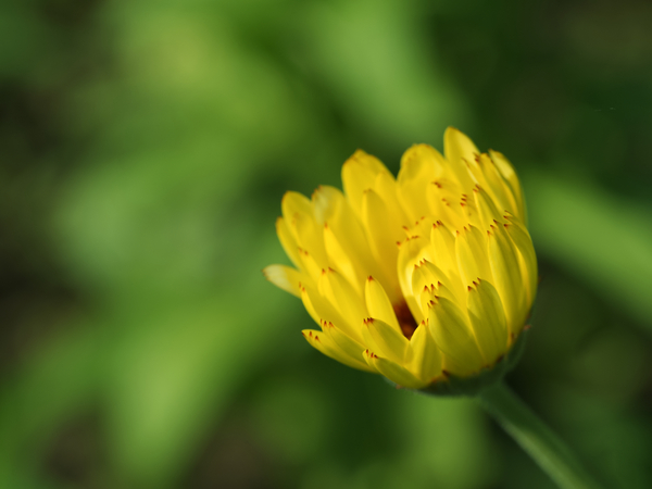 Yellow Bud by Suzanne Bonin