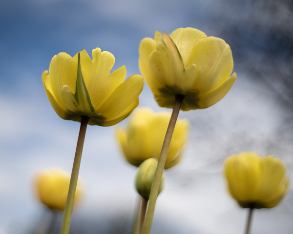 Yellow Cascade by Suzanne Bonin
