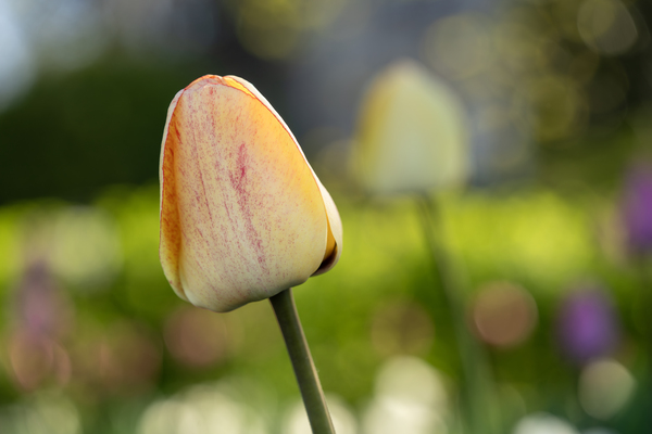 Yellow Tulip in the Field by Suzanne Bonin