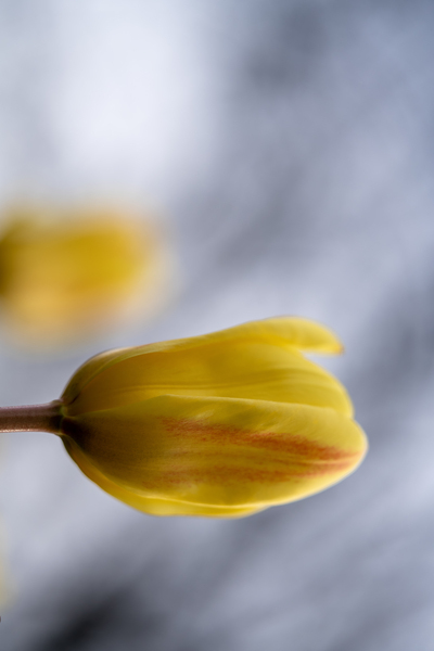 Yellow Whisperings by Suzanne Bonin