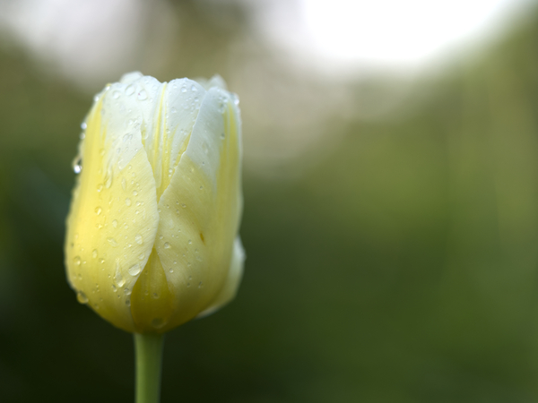 Yellow and White Tulip by Suzanne Bonin