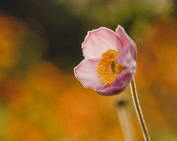 Among Others by Suzanne Bonin