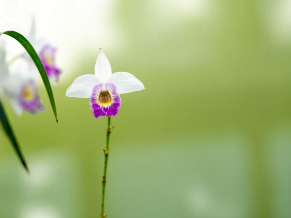 Bamboo Orchid by Suzanne Bonin