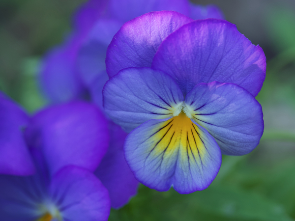 Blueness by Suzanne Bonin