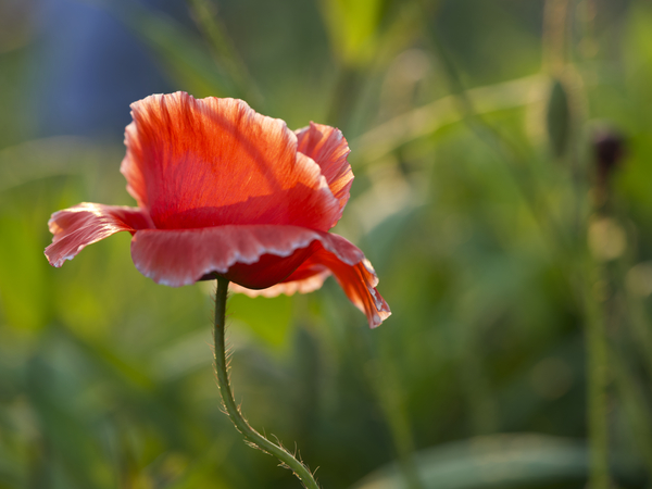 Color Burst by Suzanne Bonin