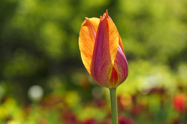 Darling by Suzanne Bonin