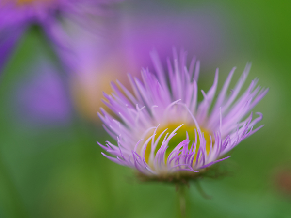 Day Dream by Suzanne Bonin