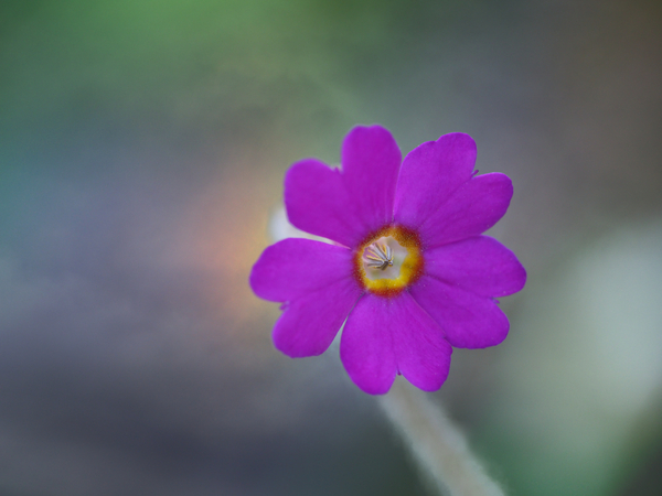 Delicate Beauty by Suzanne Bonin