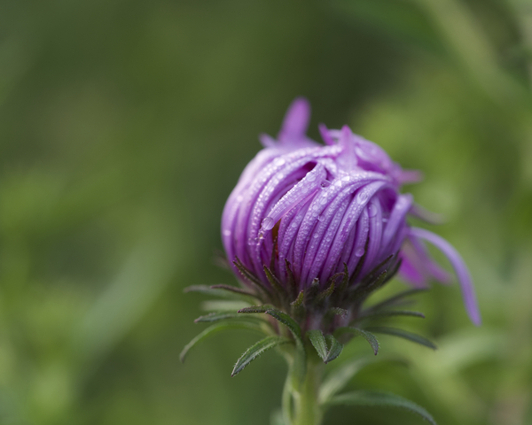 Dew Kissed Flower Bud by Suzanne Bonin