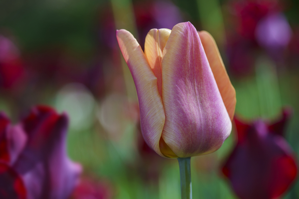 Glowing Lady by Suzanne Bonin