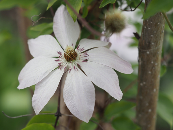 Hidden Beauty by Suzanne Bonin