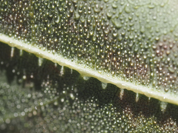 Leaf with Morning Dew by Suzanne Bonin