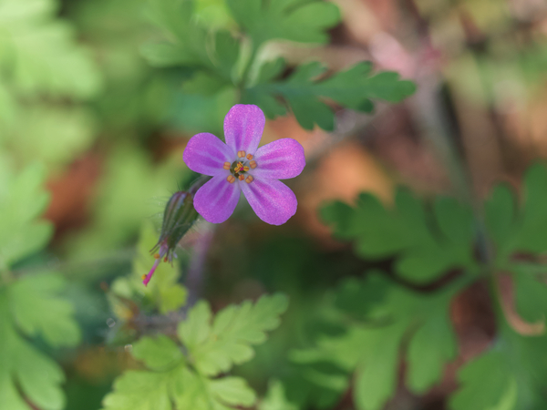 Little Robin by Suzanne Bonin