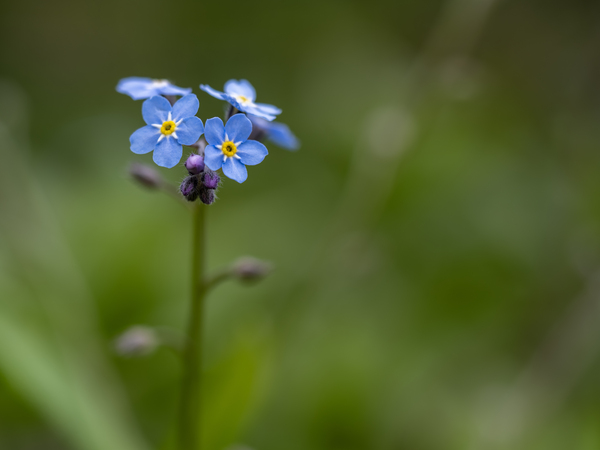 Never Forget by Suzanne Bonin