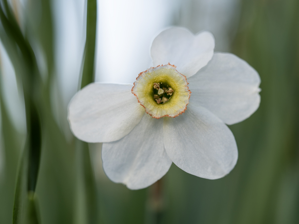 New Beginnings by Suzanne Bonin