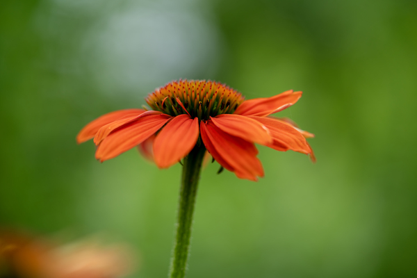 Orange You Awesome by Suzanne Bonin