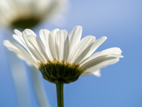 Oxeye Daisies by Suzanne Bonin