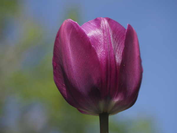 Perfect Day by Suzanne Bonin