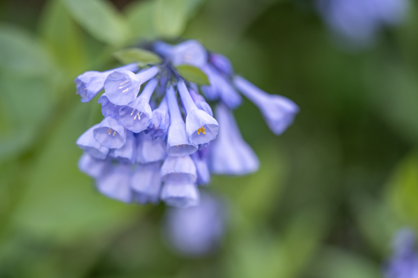 Petites Clochettes Print