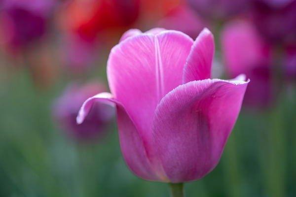 Pretty as a Tulip by Suzanne Bonin