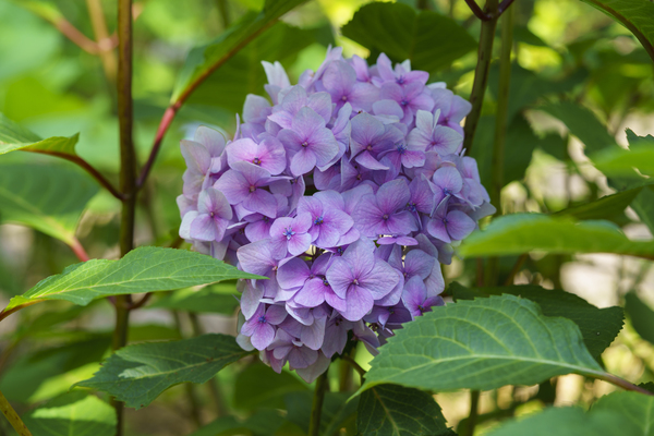 Pretty in Purple Print