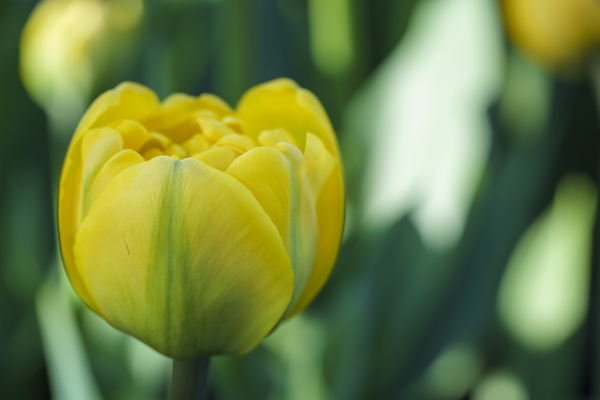 Pretty in Yellow by Suzanne Bonin