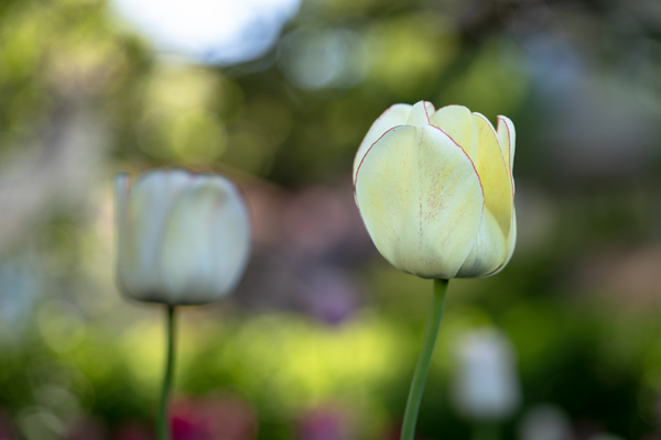 Pure and Simple by Suzanne Bonin