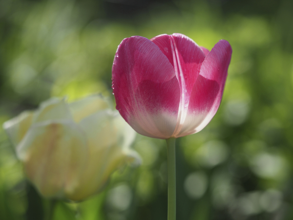 Simple Beauty by Suzanne Bonin