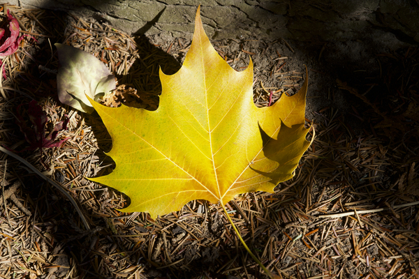 Single Maple Leaf by Suzanne Bonin